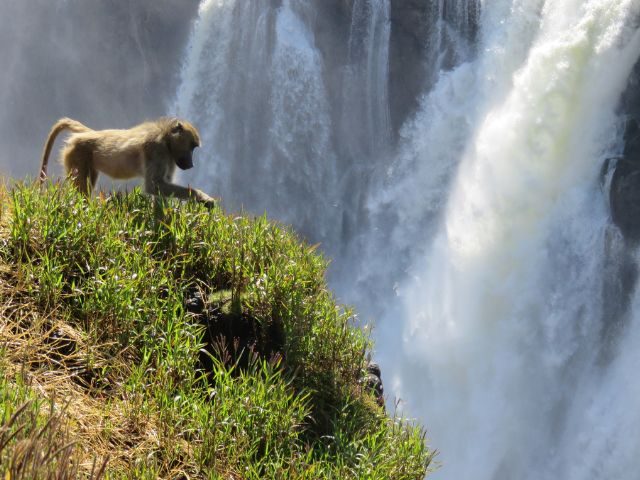 Widlife is proflic around Victoria Falls