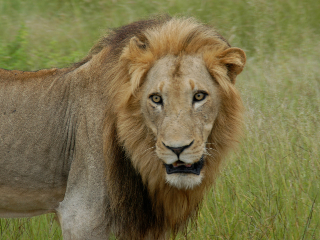 Wild Lions