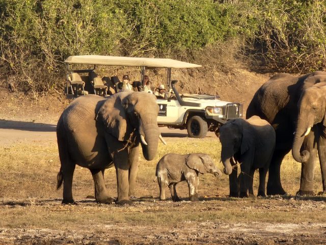 Safari CHobe