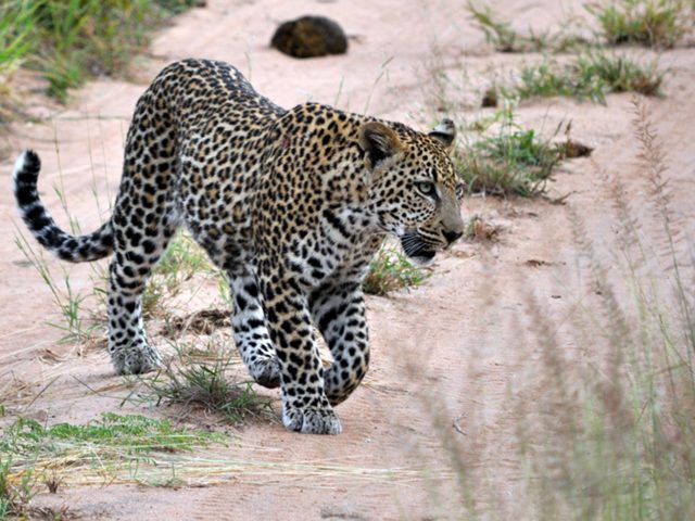 Safari-Leopard